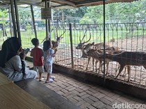 Taman Rusa Bintik Putih, Wisata Kecil dan Murah Meriah Alternatif Ragunan