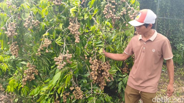 Yuliantoo pembudi daya kelengkeng di Sidoarjo. 