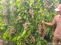 Eks Karyawan di Sidoarjo Sukses Sulap Lahan Kritis Jadi Kebun Kelengkeng