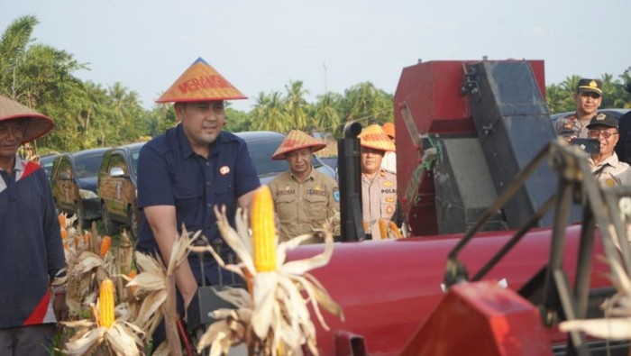 Bupati M Syukur saat melakukan panen raya di Merangin