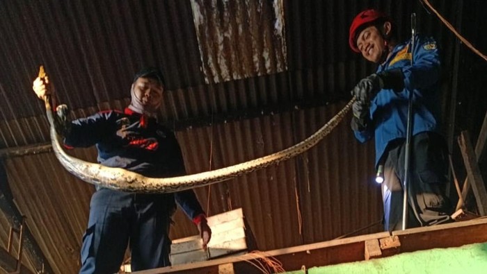 Damkar Satpol PP Boyolali mengevakuasi dua ekor ular piton berukuran besar hari ini. Salah satu ular itu dievakuasi dari Mandala Bakery Banaran.

