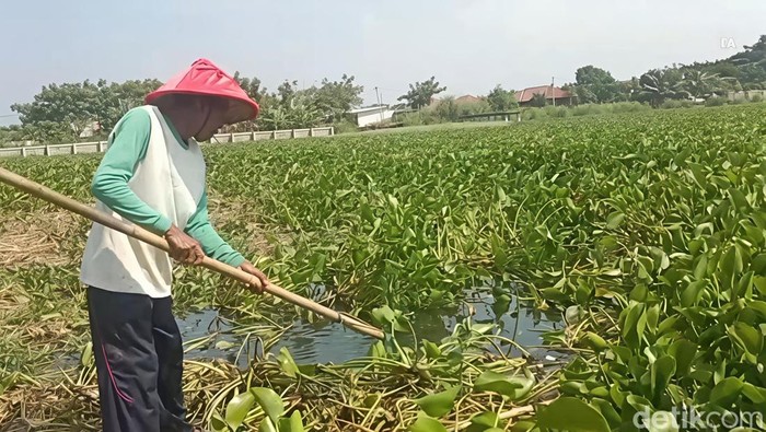 Kotib sedang menarik eceng gondok dari permukaan air menggunakan bangkol.