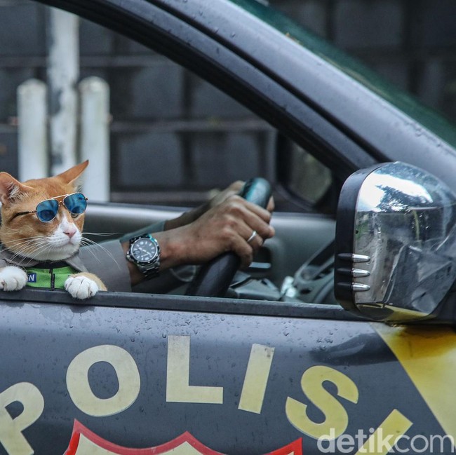 Kucing Oyen Jadi Partner Patroli, Cara Jitu Polisi Dekati Warga