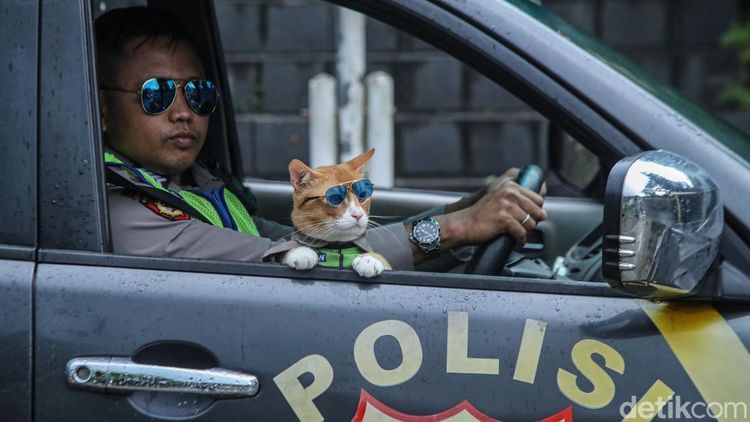 Kucing Oyen Jadi Partner Patroli, Cara Jitu Polisi Dekati Warga
