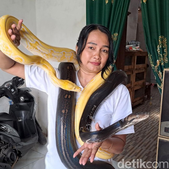 Perempuan di Jombang Hobi Pelihara Belasan Ekor Ular Piton