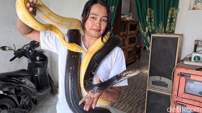 Perempuan di Jombang Hobi Pelihara Belasan Ekor Ular Piton