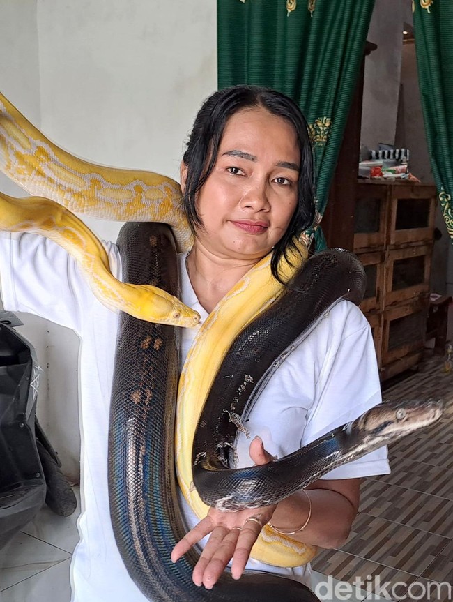Perempuan di Jombang Hobi Pelihara Belasan Ekor Ular Piton