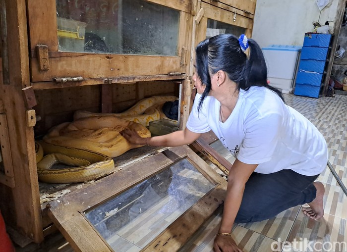 Perempuan di Jombang Hobi Pelihara Belasan Ekor Ular Piton