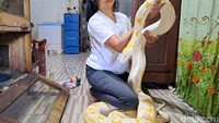 Awalnya cuman punya satu, terus dikembangkan. Sekarang punya 17 ekor ular piton.