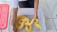 Kecintaannya dengan hewan melatah ini pun kian besar. Hingga kini, istri dari Sugeng Waluyo (42) ini memiliki 17 ekor ular piton berbagai jenis. Mulai dari sanca kembang, golden child, tiger, ivory, hingga ular piton albino.