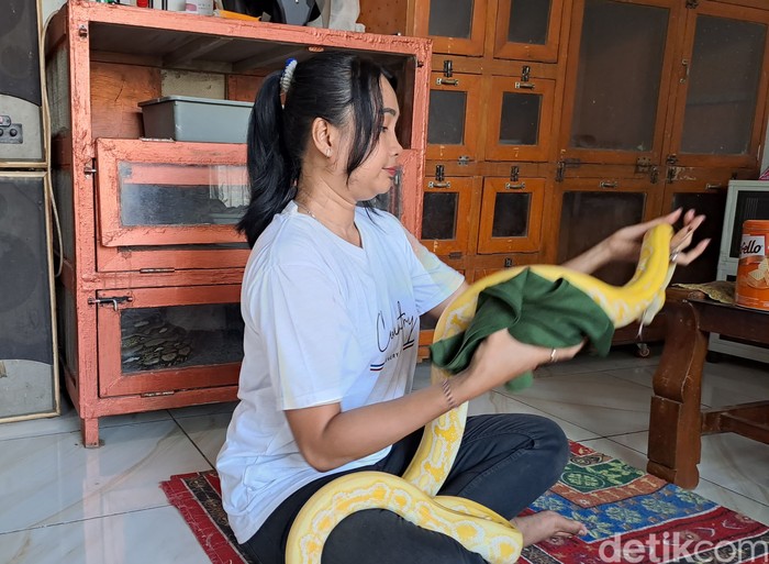 Perempuan di Jombang Hobi Pelihara Belasan Ekor Ular Piton