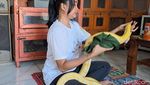 Perempuan di Jombang Hobi Pelihara Belasan Ekor Ular Piton