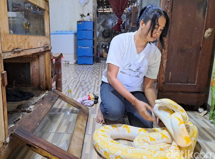Perempuan di Jombang Hobi Pelihara Belasan Ekor Ular Piton