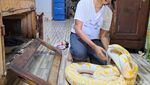 Perempuan di Jombang Hobi Pelihara Belasan Ekor Ular Piton