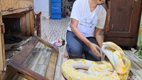 Demi membiayai hobi memelihara 17 ekor piton, Rika Fitri (40) rela berkeliling menjadi penari ular di berbagai acara.