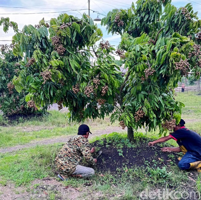 Dari Lahan Tandus Jadi Kebun Produktif, Kelengkeng Yulianto Panen Ratusan Juta