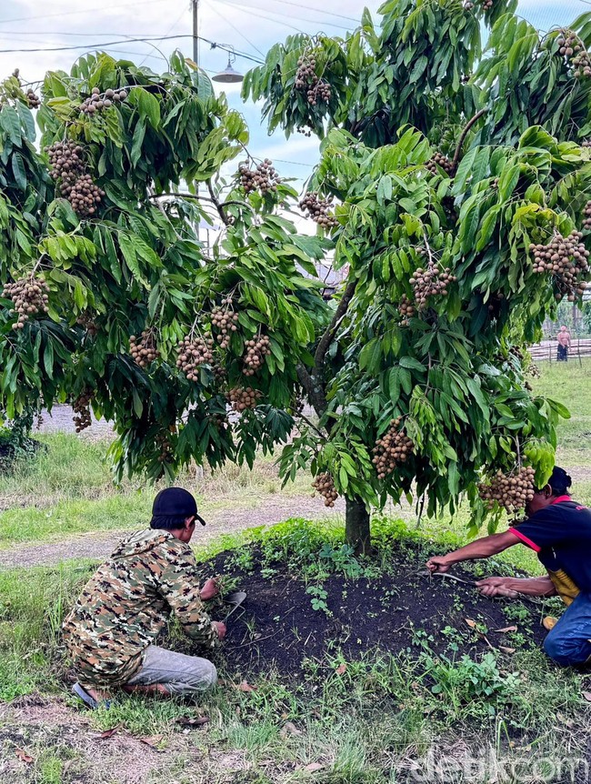 Dari Lahan Tandus Jadi Kebun Produktif, Kelengkeng Yulianto Panen Ratusan Juta