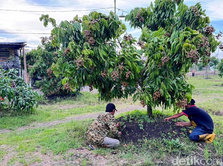 Dari Lahan Tandus Jadi Kebun Produktif, Kelengkeng Yulianto Panen Ratusan Juta