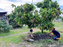Dari Lahan Tandus Jadi Kebun Produktif, Kelengkeng Yulianto Panen Ratusan Juta