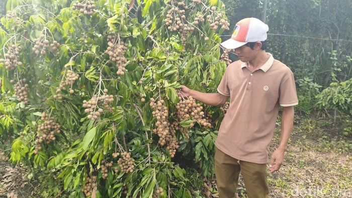 Yulianto bersama pohon kelengkeng yang dia kembangkan di kebun miliknya yang sebelumnya merupakan lahan tidak produktif alias kritis.