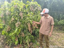 Segini Omzet Yulianto Hasil Sulap Lahan Kritis Jadi Kebun Kelengkeng