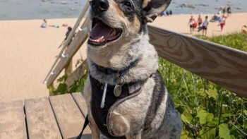 Pintu belakang rumah ini menceritakan kisah anjing peliharaan si pemilik rumah dan satwa liar di sekitar lingkungan tempat tinggal mereka. Foto: BoredPanda