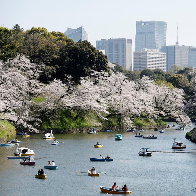 Menyusuri Sungai Tokyo, Nikmati Mekarnya Sakura