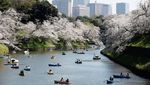 Menyusuri Sungai Tokyo, Nikmati Mekarnya Sakura