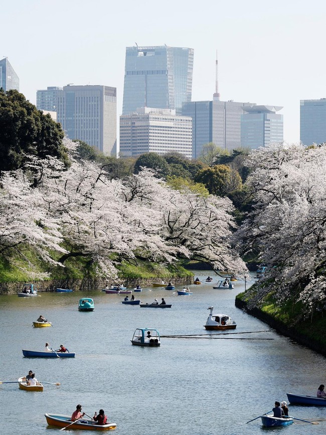 Menyusuri Sungai Tokyo, Nikmati Mekarnya Sakura