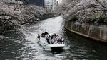 Menyusuri Sungai Tokyo, Nikmati Mekarnya Sakura