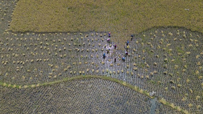 Foto udara petani memanen padi di Desa Babadan, Indramayu, Jawa Barat, Sabtu (4/4/2026). Badan Pusat Statistik (BPS) memperkirakan produksi padi nasional dalam bentuk gabah kering panen (GKP) pada Februari 2026 sebanyak 6,04 juta ton naik 1,32 juta ton atau 27,97 persen dibandingkan produksi padi di Februari 2025 yakni 4,72 juta ton. ANTARA FOTO/Dedi Suwidiantoro/YU