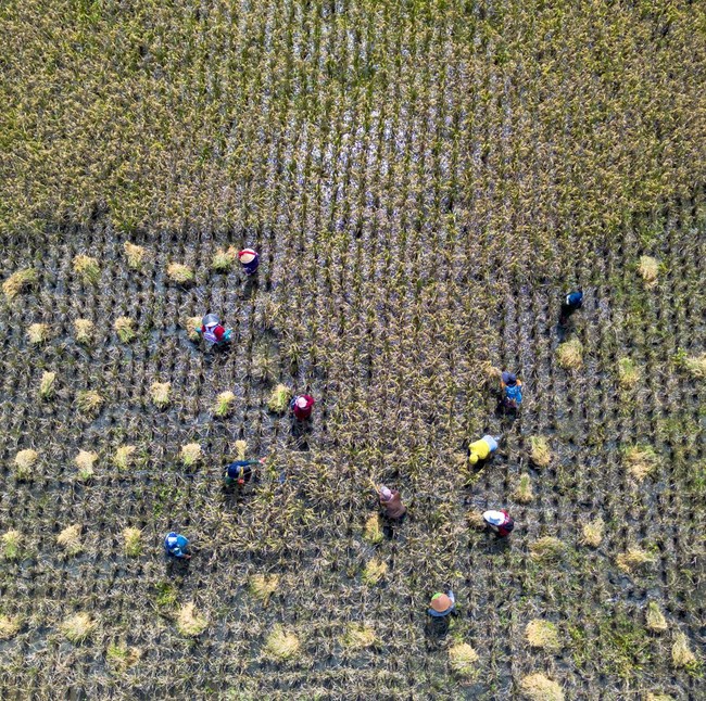 Panen Raya Dorong Kenaikan Produksi Padi Nasional