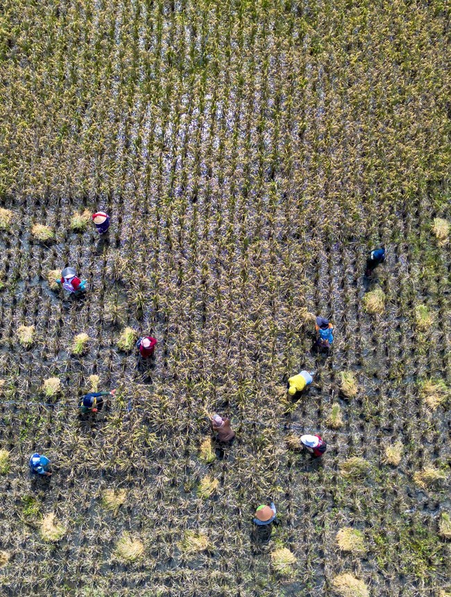 Panen Raya Dorong Kenaikan Produksi Padi Nasional