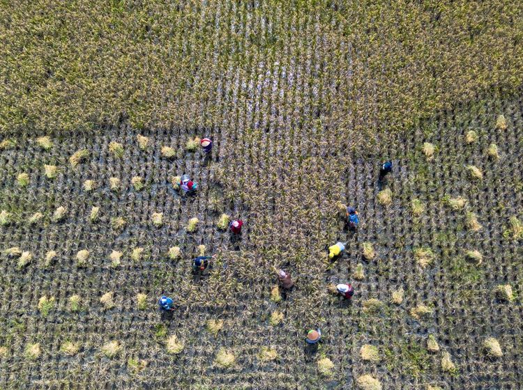 Panen Raya Dorong Kenaikan Produksi Padi Nasional