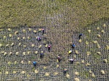 Panen Raya Dorong Kenaikan Produksi Padi Nasional