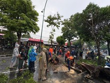 Cuaca Ekstrem Landa DIY, 10 Pohon Tumbang-6 Rumah Rusak