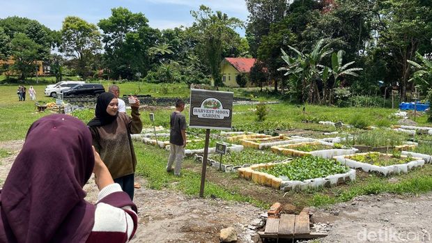 Pengunjung saat berfoto di kebun mini Harvest Moon. (Foto: Finta Rahyuni/detikSumut) Pengunjung saat berfoto di kebun mini Harvest Moon. (Foto: Finta Rahyuni/detikSumut)