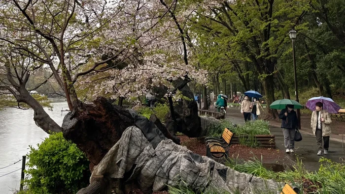 Pohon sakura tua yang tumbang di Taman Inokashira, Tokyo