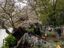 Banyak Pohon Sakura Tua Tumbang, Picu Kekhawatiran di Tengah Keindahan