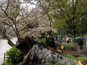 Banyak Pohon Sakura Tua Tumbang, Picu Kekhawatiran di Tengah Keindahan