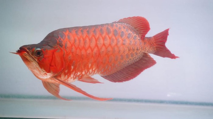 Scleropages formosus