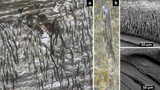 Aneh! Ribuan Ikan Kecil Ini Bisa 'Mendaki' Air Terjun 15 Meter