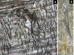 Aneh! Ribuan Ikan Kecil Ini Bisa Mendaki Air Terjun 15 Meter