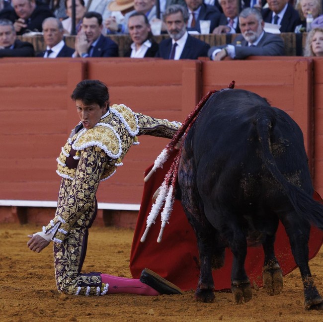 Tradisi Adu Banteng Kembali Bergulir di Sevilla