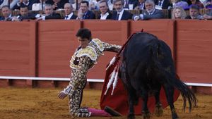Tradisi Adu Banteng Kembali Bergulir di Sevilla