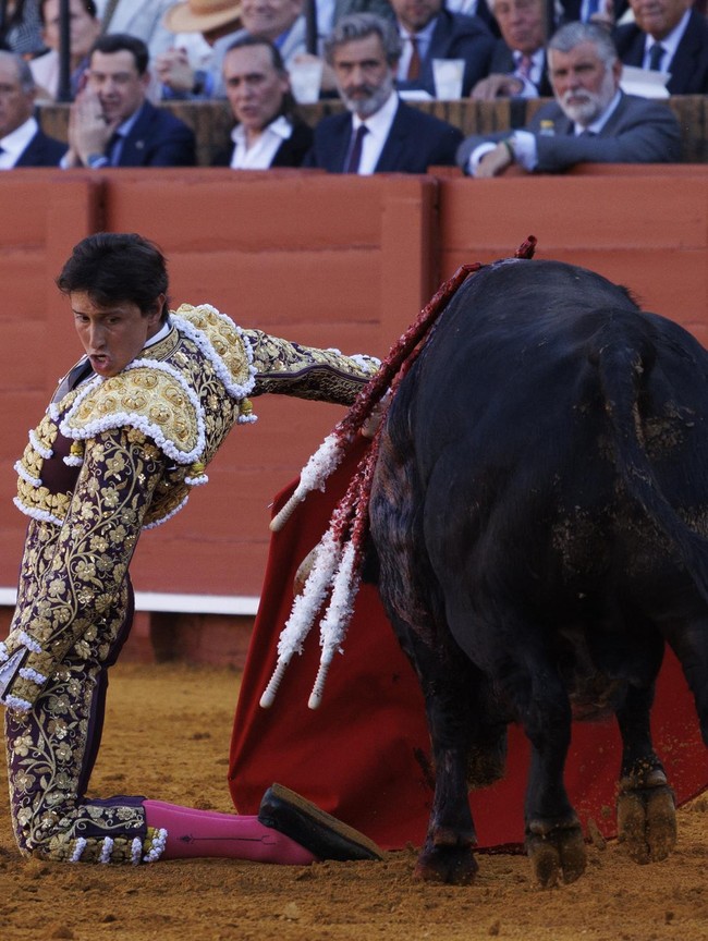 Tradisi Adu Banteng Kembali Bergulir di Sevilla