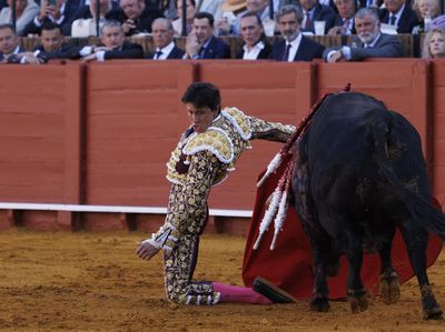 Tradisi Adu Banteng Kembali Bergulir di Sevilla