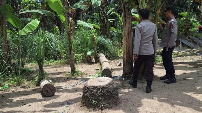 Arena judi sabung ayam diduga dibekingi aparat di Pinrang.