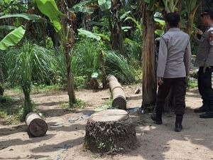 Polres Pinrang Usut Judi Sabung Ayam di Suppa Diduga Dibekingi Aparat