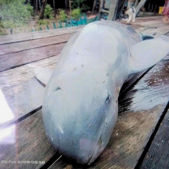 Ikan Pesut yang terjerat di jaring nelayan. (Istimewa)